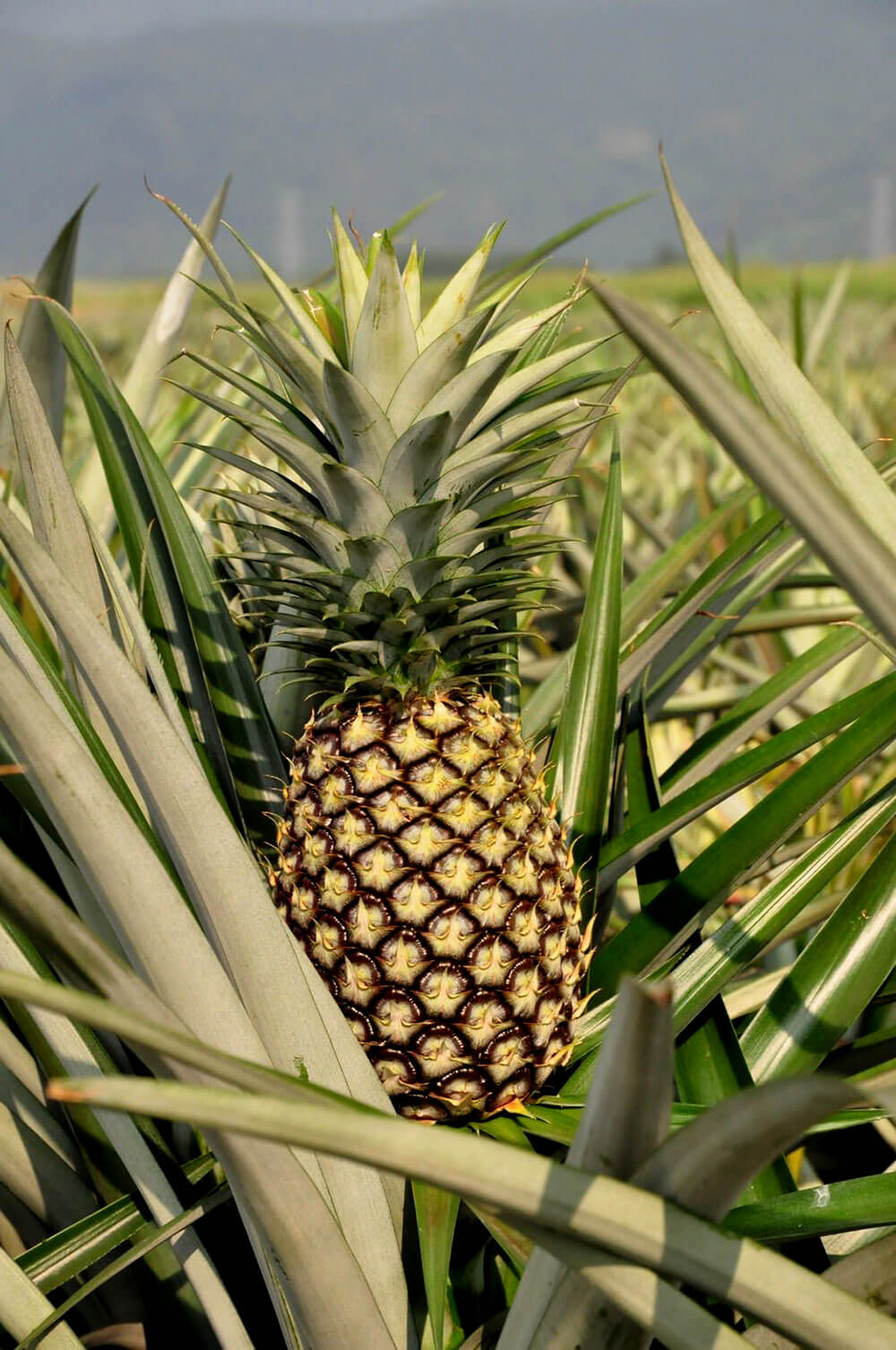 大武山下的鳳梨田